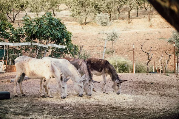 Прекрасный снимок двух белых и двух коричневых ослов, поедающих сухую траву — стоковое фото