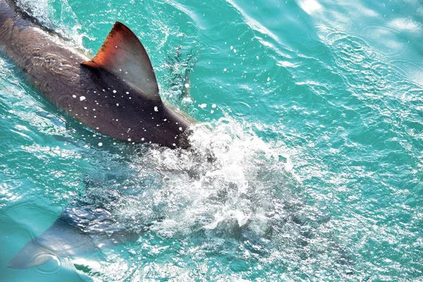 Grande squalo bianco pinna dorsale violando la superficie del mare . — Foto Stock