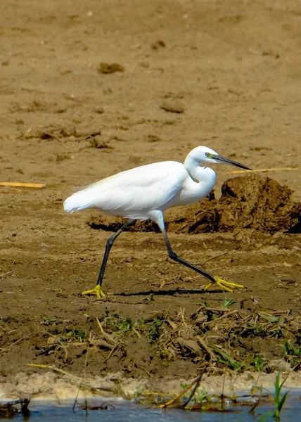 Vertical shot of waterbird walking on the shore near the water on a sunny day — Stock Photo, Image