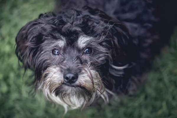 Carino primo piano colpo aereo di un cane nero — Foto Stock