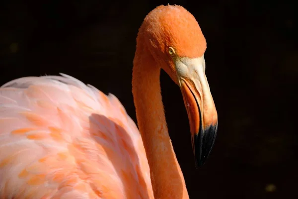 Closeup of a pink flamingo with a yellow eye and a blurred dark background — Stock Photo, Image