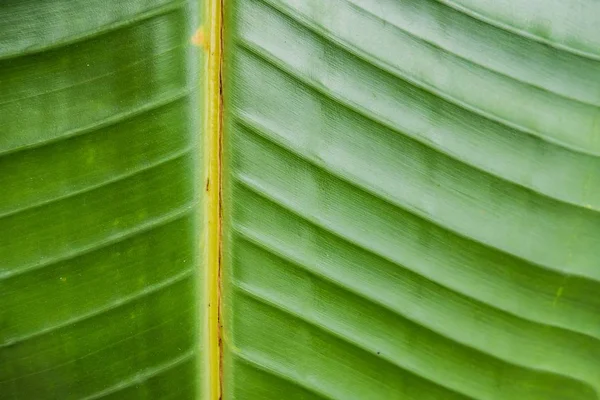 Крупный план большого красивого влажного зеленого листа - идеальные натуральные обои или фон — стоковое фото