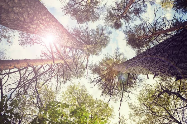 Laag hoek schot van bomen en zonnige hemel — Stockfoto