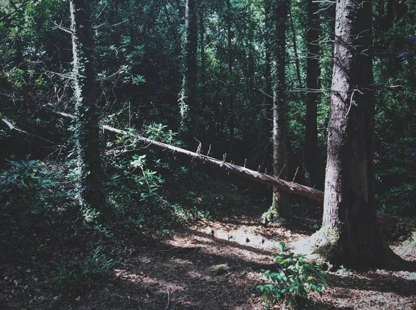 Árvore caída na floresta cercada por plantas em um dia ensolarado — Fotografia de Stock