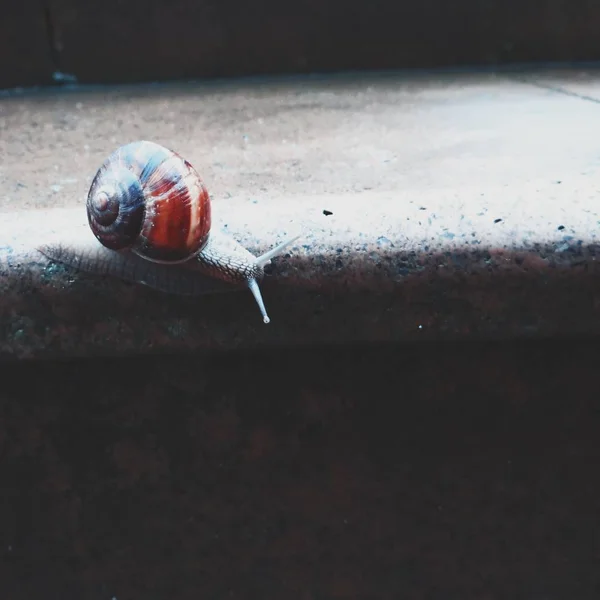 Nahaufnahme einer Schnecke, die auf Zement kriecht — Stockfoto