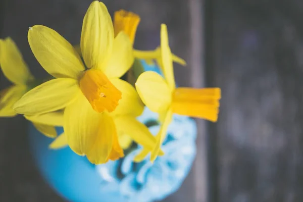 Красивий крупним планом знімок жовтих квітів нарцисів у синій вазі — стокове фото