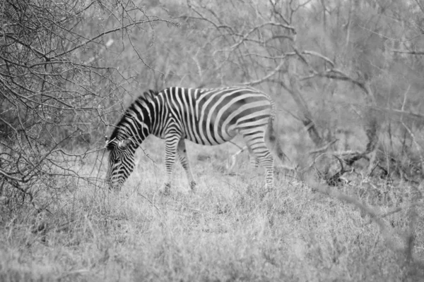 Прекрасный далёкий снимок дикой зебры, пасущейся на траве в Хёдспруите, Южная Африка — стоковое фото