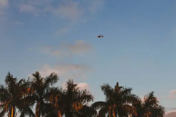 Um avião voando sobre palmeiras — Fotografia de Stock