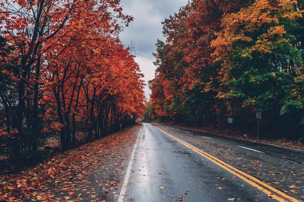 Belo tiro largo de uma estrada cercada por árvores com folhas coloridas durante o outono — Fotografia de Stock