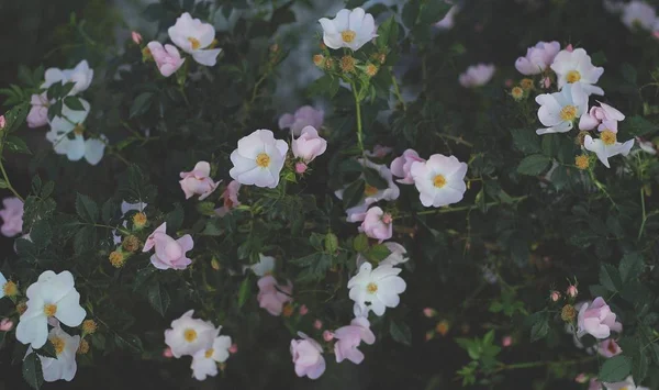 Όμορφα λουλούδια σε ένα χωράφι — Φωτογραφία Αρχείου