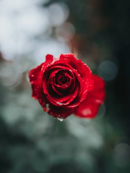 Bellissimo primo piano di una rosa rossa con rugiada mattutina su di esso e uno sfondo sfocato — Foto Stock