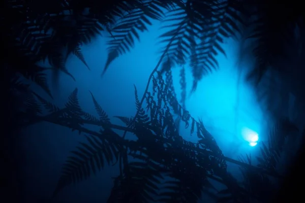 Lindas folhas exóticas em uma floresta tropical com uma luz azul brilhando perto — Fotografia de Stock