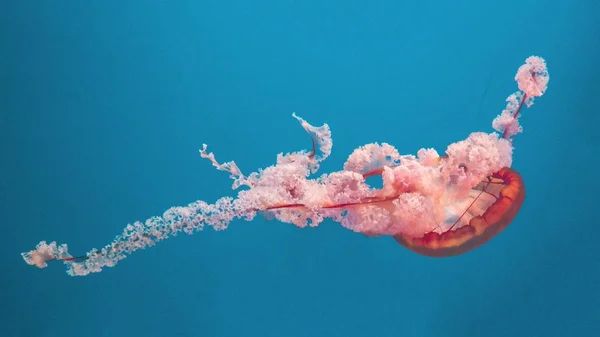 Hermosa toma selectiva de una medusa submarina rosa y roja — Foto de Stock