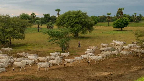 一个和平的悠闲的日落与一群泽布牛在缅甸 — 图库照片