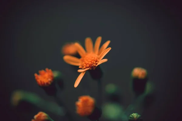 Primo piano di un bel fiore arancione con uno sfondo sfocato — Foto Stock