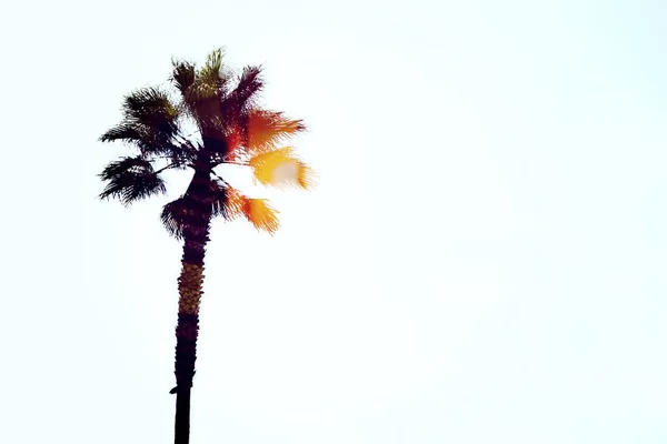 Hermosa foto de una palmera colorida sobre un fondo azul cielo brillante — Foto de Stock