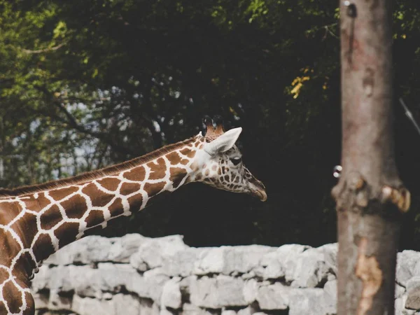 Fókusz fotózás a zsiráf mögött kőkerítés — Stock Fotó