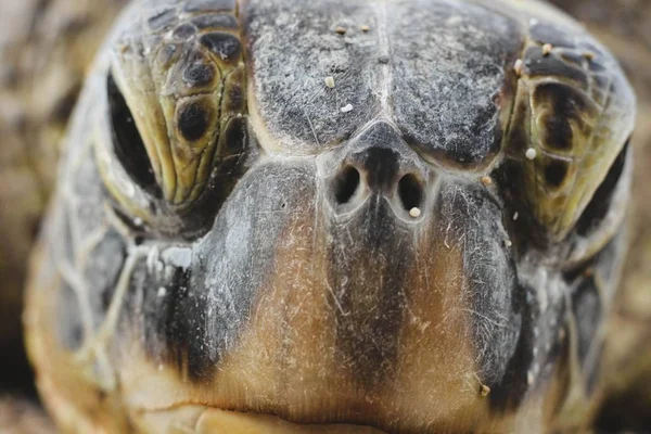 Closeup shot of a gigantic turtle head