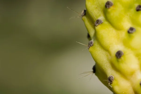 Knottriga päronfrukter, Optunia ficus-indica — Stockfoto