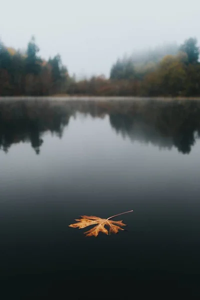 Large golden Autumn leaf floating in a lake with a beautiful natural background and reflections — Stock Photo, Image