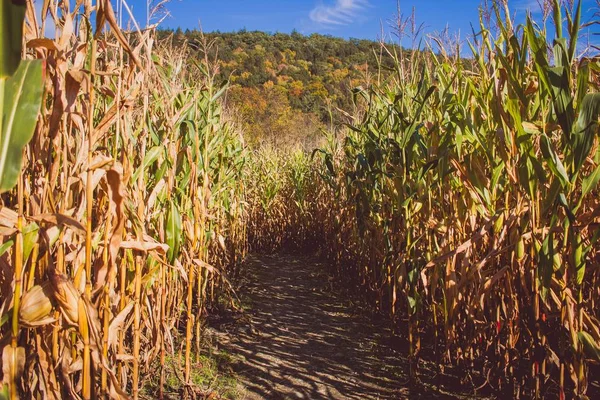 A road in the middle of a sugar cane field on a sunny day with a mountain in the back