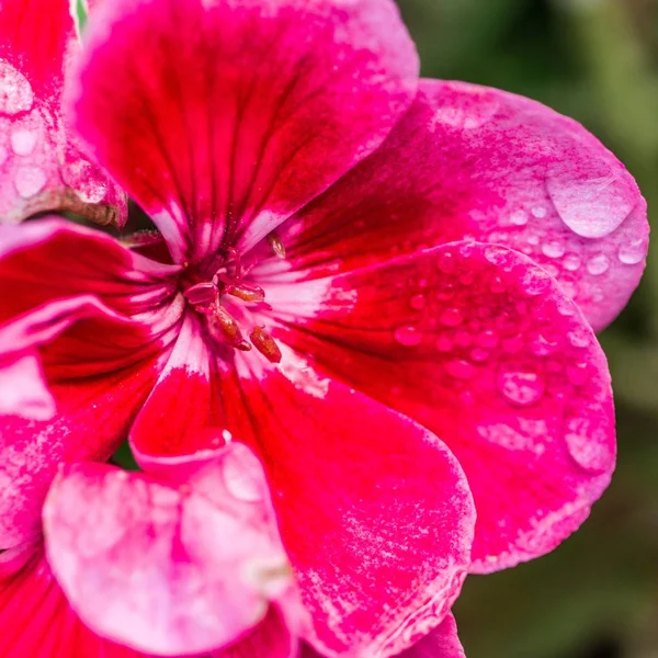 Крупный план красивого дикого цветка, цветущего в поле с утренней росой на нем — стоковое фото
