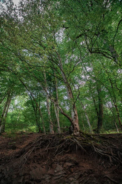 Een boom met de wortels — Stockfoto