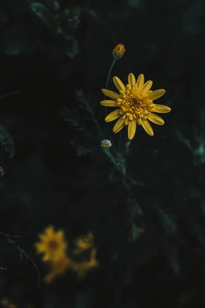Крупним планом знімок красивої жовтої квітки, що росте в лісі з розмитим природним фоном — стокове фото