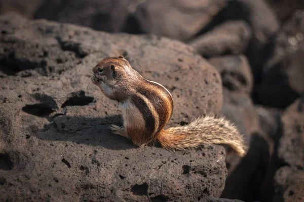 Gros plan d'un mignon écureuil sauvage mangeant quelque chose sur un rocher — Photo