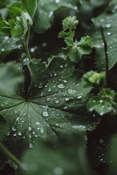 Rocío sobre grandes hojas verdes — Foto de Stock