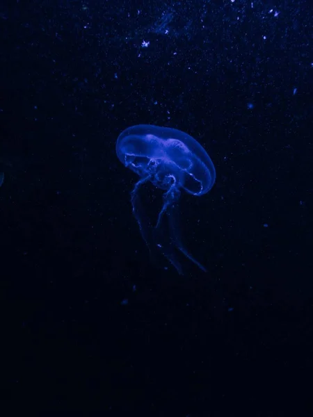 Tiro vertical de una medusa azul en el agua oscura — Foto de Stock