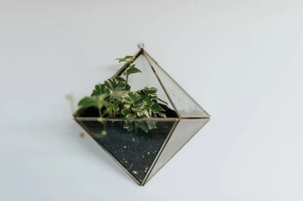 Bella foto di un vaso di cristallo a forma di diamante con pianta verde all'interno — Foto Stock