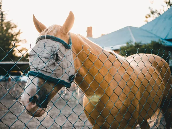Cheval brun clair avec un masque debout derrière la clôture — Photo