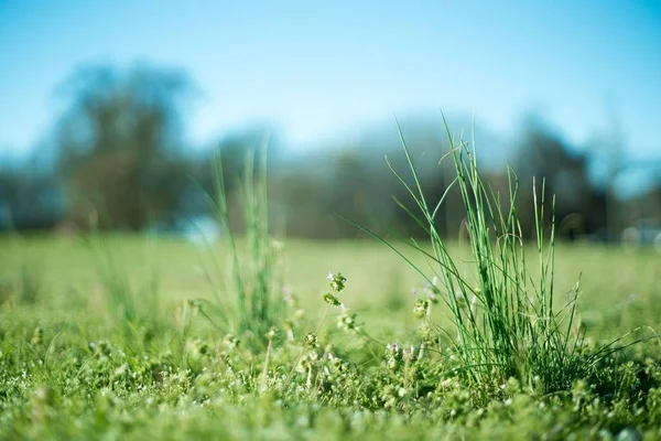 Gros plan d'herbe verte dans un champ avec un fond flou — Photo