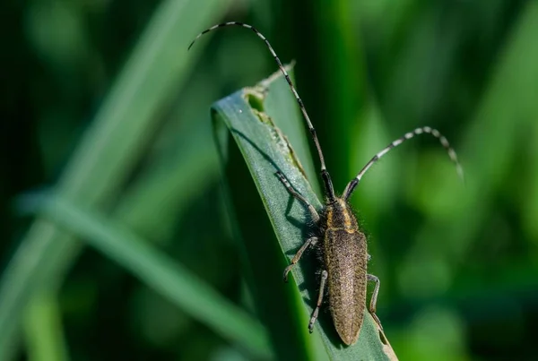 Asphodel Long szarvas bogár, Agapanthia asphodeli, pihen a levél. — Stock Fotó