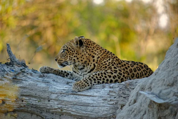Close-up tiro de um leopardo sentado em uma árvore com fundo borrado — Fotografia de Stock