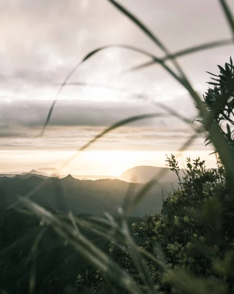 Schöne Aufnahme des Sonnenuntergangs über Hügeln und Bergen von einer Pflanze im Vordergrund aus gesehen — Stockfoto