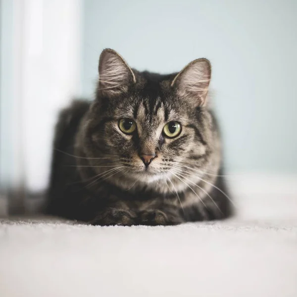 똑바로 쳐다 본 모피 태비 고양이의 수직 클로즈업 샷 — 스톡 사진