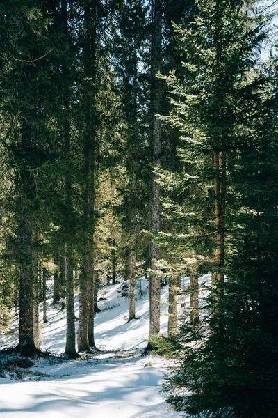 Gyönyörű, vastag erdei lövés a tél — Stock Fotó