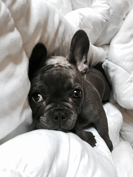 Fechar-se de um filhote de cachorro bulldog preto bonito que coloca em um cobertor branco — Fotografia de Stock