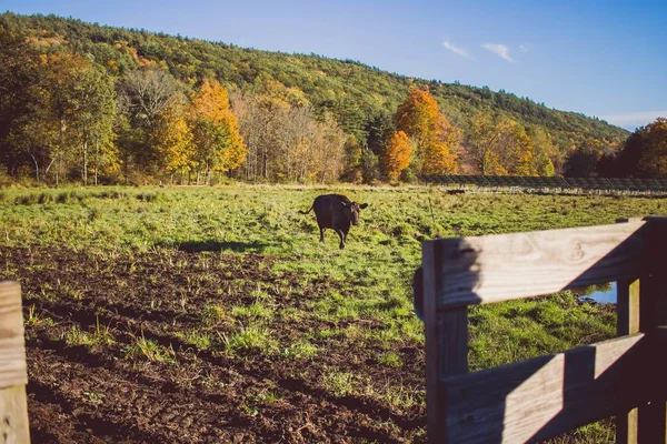 Vaca caminhando em um campo gramado em um dia ensolarado com uma montanha no fundo — Fotografia de Stock