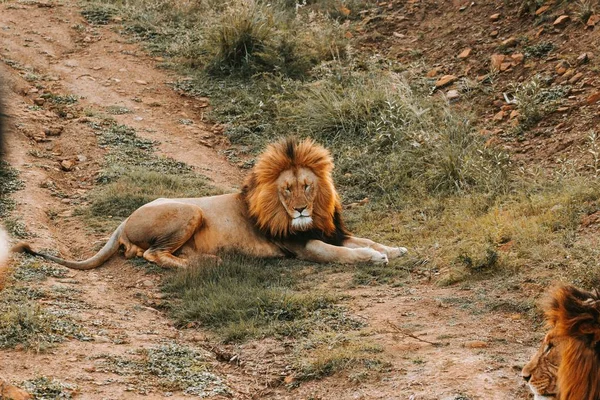 Ein großer Löwe liegt auf dem Boden — Stockfoto