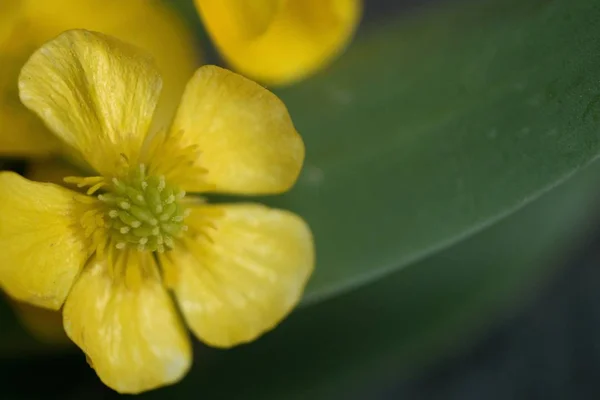 Bela closeup tiro de flores de buttercup amarelo — Fotografia de Stock