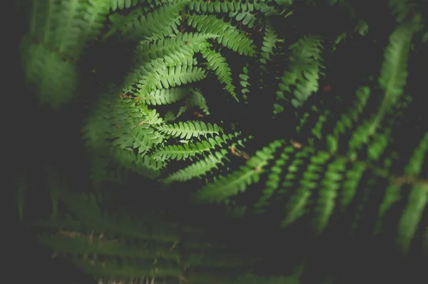 Bel colpo di foglie verdi in una foresta selvaggia con ombre — Foto Stock