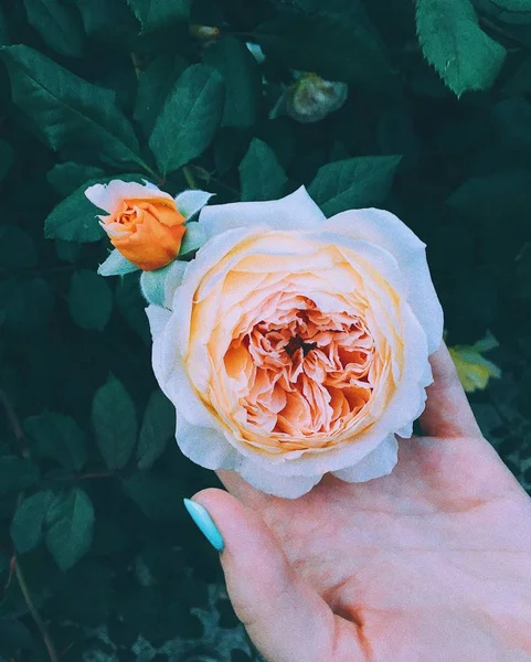 정원에서 사람의 손에 아름다운 꽃의 클로즈업 샷 — 스톡 사진