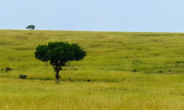 Gräslöd fält med ett träd och en blå himmel i bakgrunden — Stockfoto