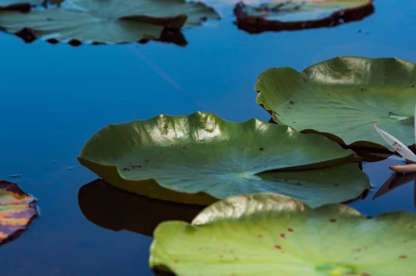 Beautiful Greenery Small Swamp Shot Close — Stock Photo, Image