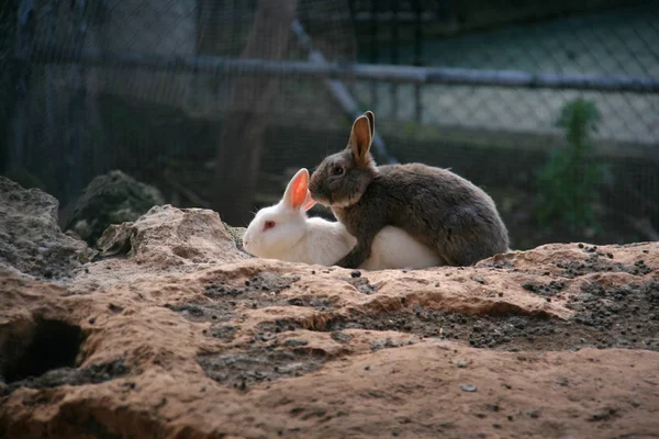 Páření králíků — Stock fotografie