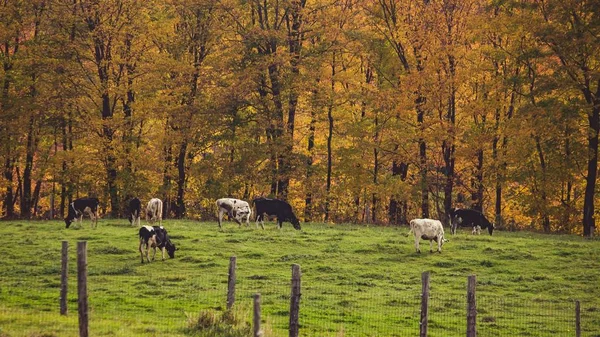 Shot of a ranch with kettle grazing the grass behind a fence — Stock Photo, Image