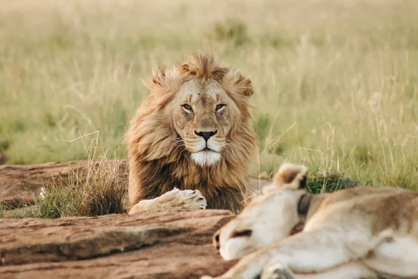 León macho mirando a la cámara tendida en el suelo en un campo — Foto de Stock